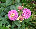 2008-1015_1400_Lantana_16,0C